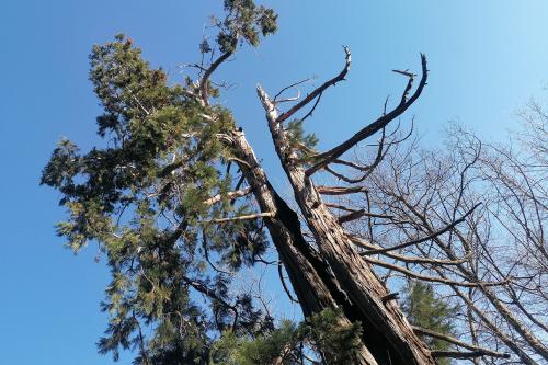 Particolare degli alberi che si trovano nel parco naturale dell'Alpe del Vicerè vicino il Lago di Como