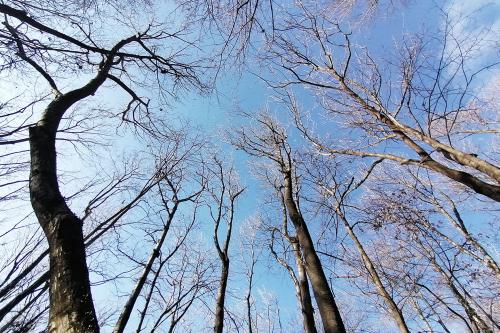 Piante dell'Alpe del Vicerè viste dal basso verso l'alto in inverno