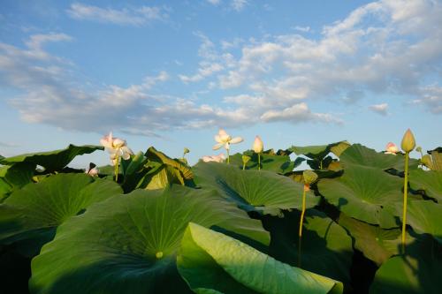 Fotografia della fioritura dei fiori di loto sul Lago Superiore vicino Mantova in Lombardia