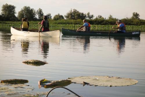 Quattro persone a bordo di due canoe canadesi stanno pagaiando sul Lago Superiore tra i fiori di loto