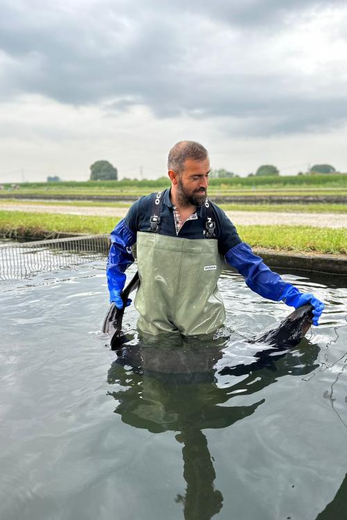 Un esperto di una azienda ittica si trova in una vasca tattile con uno storione vicino a Mantova in Lombardia
