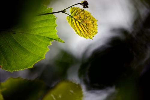 Macro fotografia di un particolare naturale tra ombre e luce scattata nel Parco del Ticino in Lombardia
