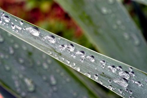Macro fotografia gocce di rugiada su una foglia fotografata durante il workshop nel Parco del Ticino in Lombardia