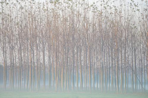 Paesaggio invernale, alberi spogli nella prima luce del mattino tra la nebbia
