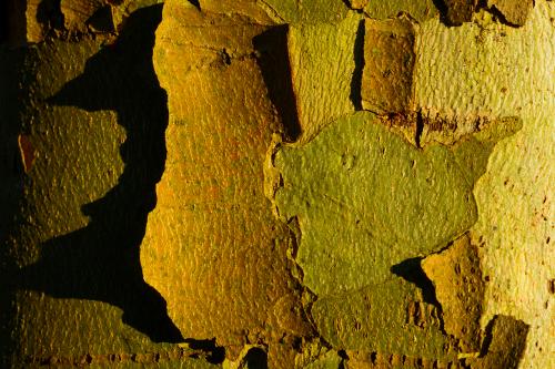 Particolare di corteccia d'albero fotografata durante un workshop fotografico nel Parco del Ticino in Lombardia