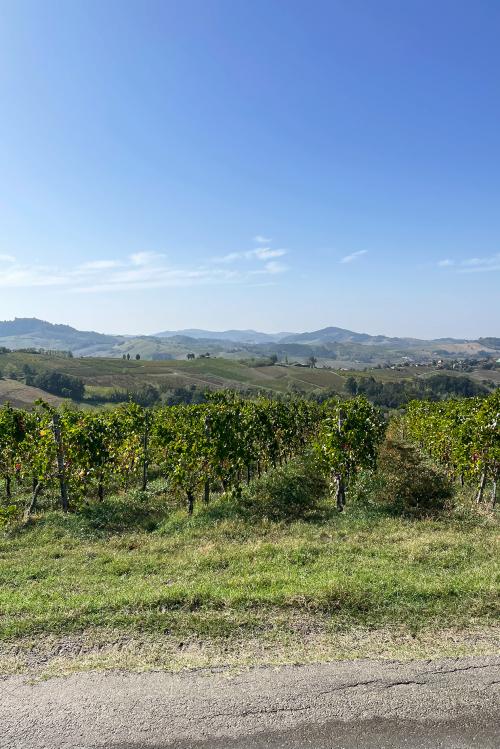Fotografia del paesaggio collinare e verdeggiante dell'Oltrepo Pavese in Lombardia visibile durante un soft trekking tra i vigneti con degustazione