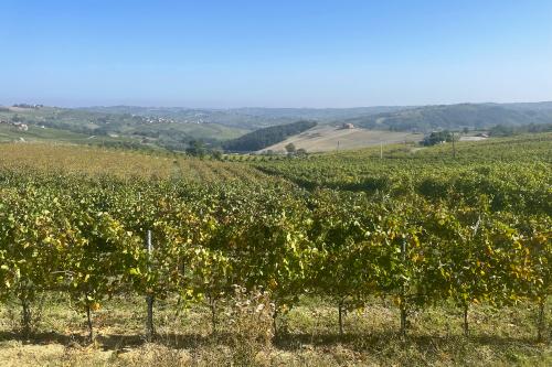 I vigneti attraversati durante il soft trekking con degustazione in Oltrepò Pavese in Lombardia