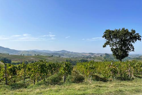 I vigneti dell'Oltrepo Pavese visitati durante il soft trekking con degustazione in Lombardia