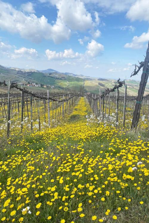 Vigneto in primavera in una giornata di sole con prato pieno di fiori gialli e bianchi durante un soft trekking al 45 esimo paralleto in Oltrepò Pavese in Lombardia con degustazione