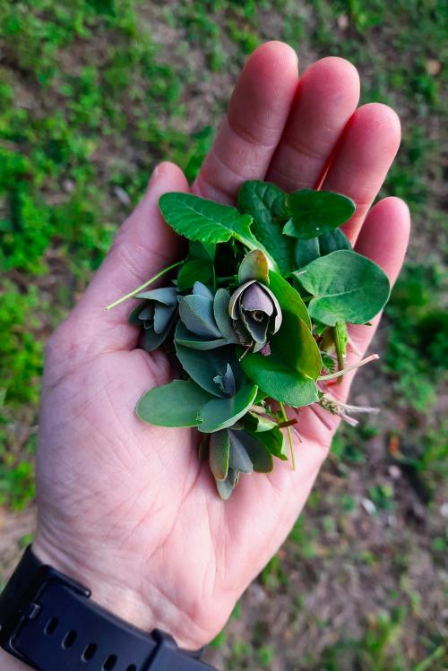 Mano di una donna che tiene nel suo palmo delle erbe selvatiche raccolte durante il corso di foraging vicino a Varenna sul Lago di Como in Lombardia