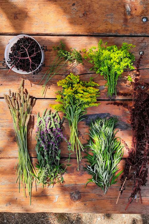 Tavolo in legno sul quale è stato appoggiato il raccolto delle erbe selvatiche raccolte durante il corso introduttivo di foraging sul Lago di Como in Lombardia.jpg