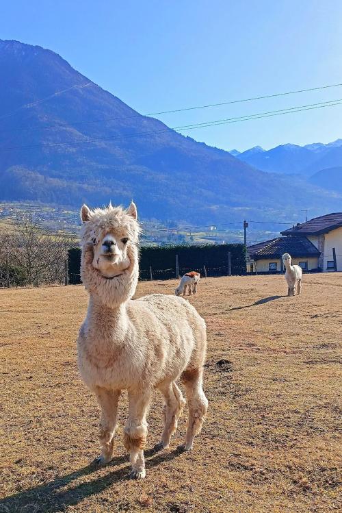 Alpaca al pascolo in una fattoria della Val Camonica in Lombardia