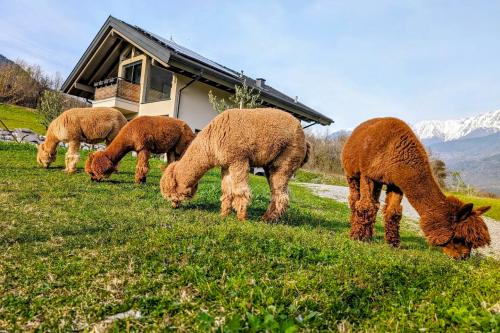 Fattoria di alpaca in Val Camonica vicino al Lago di Iseo in Lombardia