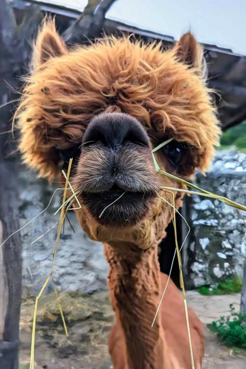 Muso di un alpaca che si rilassa dopo una passeggiata nel vigneto tra le montagne in Val Camonica sul Lago di Iseo