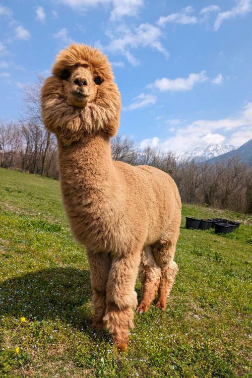 Un alpaca marrone chiaro si rilassa pascolando su un verde prato in Lombardia vicino al Lago di Garda