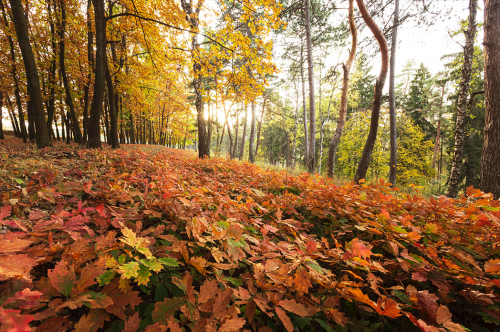 Il bosco d'autunno durante il workshop en plein air in Lombardia a poca distanza dal Lago di Como