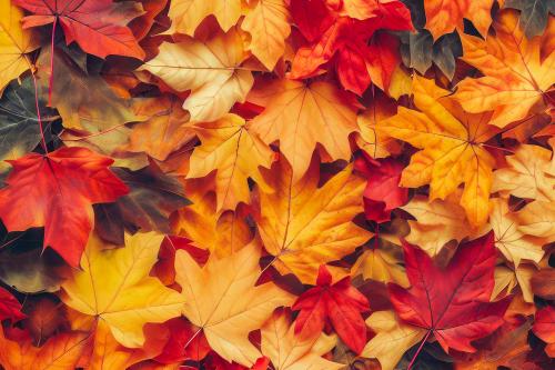 Tante foglie secche dei colori caldi dell'autunno sul terreno usati come spunto per la realizzazione di dipinti ad acquerello durante il workshop en plein air nel bosco in provincia di Varese
