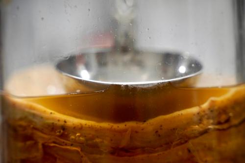 Fase durante la fermentazione di kombucha