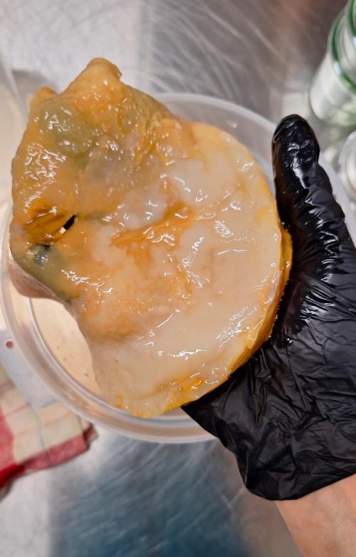 Scoby utilizzato per produrre il kombucia durante il corso di fermentazione con degustazione di snack dello chef in Lombardia vicino Varenna