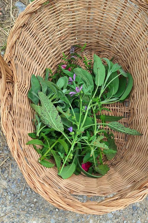Cestino con erbe selvatiche raccolte durante una passeggiata di foraging da usare per fare la pasta fresca durante il corso sul Lago di Como vicino a Varenna
