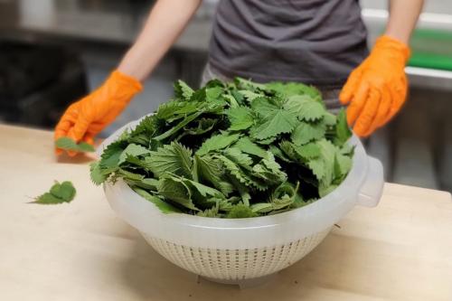 Contenitore pieno di erbe selvatiche commestibili pulite e pronte per preparare la pasta fresca sul lago di Como in Lombardia
