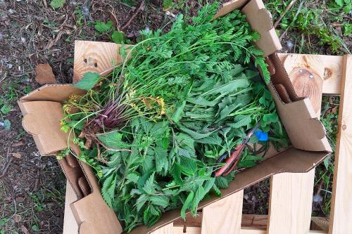 Raccolto di erbe selvatiche durante una passeggiata di foraging per il corso di pasta fresca sul Lago di Como in Lombardia