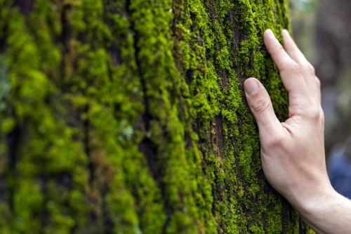 La mano di un uomo appoggiata ad un albero durante una esperienza di forest bathing nella Valle del Curone in Lombardia