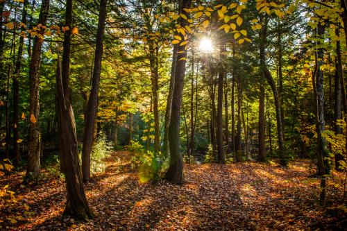 Sottobosco del Parco Regionale di Montevecchia in Lombardia durante l'esperienza di forest bathing