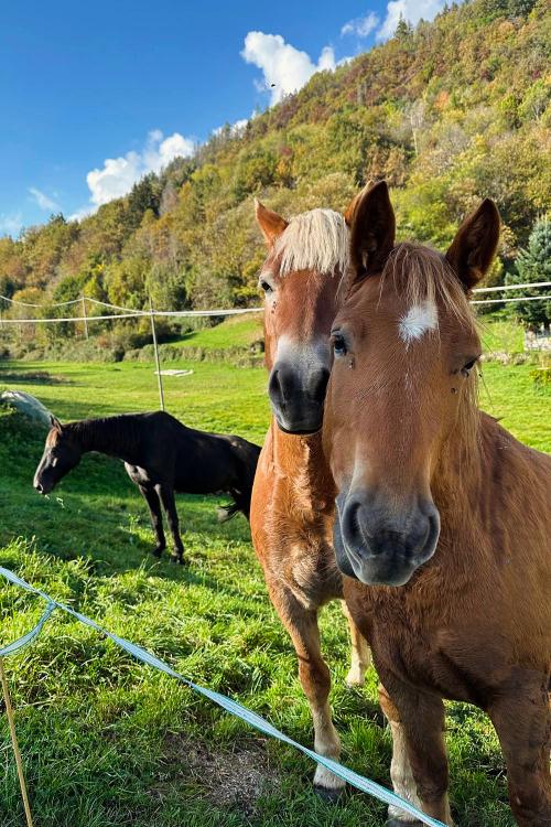 3 cavalli due marroni e uno nero nella recinzione di una fattoria a Sondrio in Valtellina