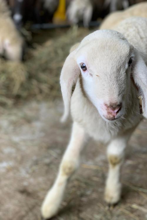 Un agnello che guarda incuriosito in una stalla vicino a Sondrio in Valtellina in Lombardia