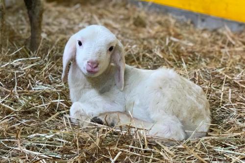Un agnello in una stalla di Sondrio in Valtellina in Lombardia