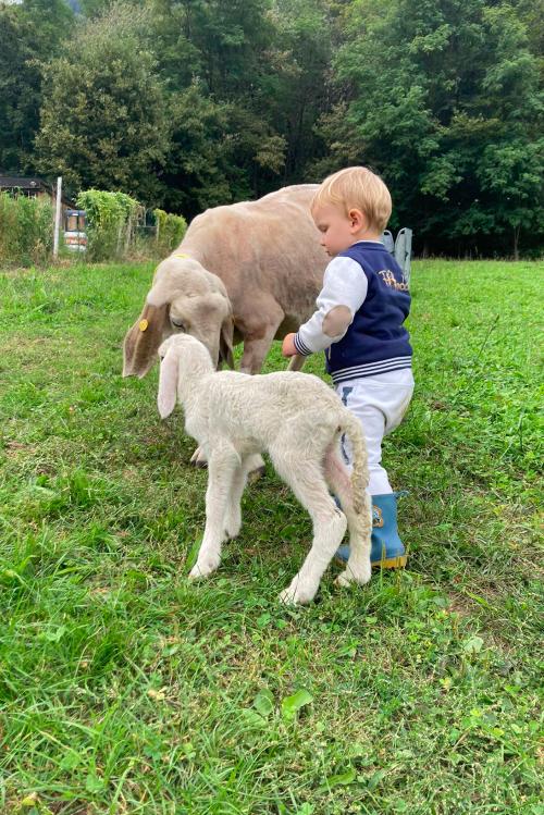 Un bambino in un campo mentre coccola una pecora e un agnello a Sondrio in Valtellina