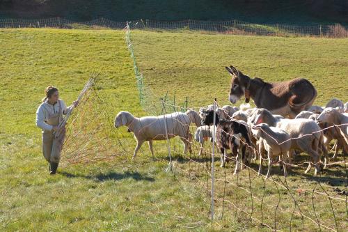Una giovane durante una esperienza in fattoria apre una recinzione per fare uscire gli animali pecore asini e capre