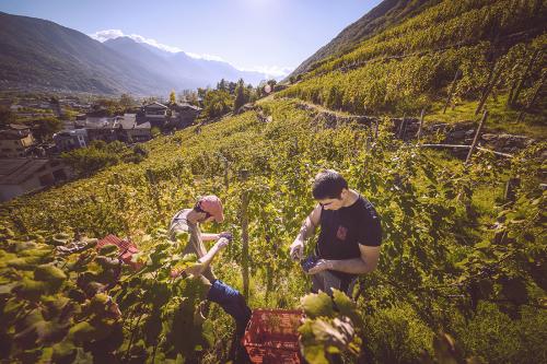 Due agricoltori lavorano in un vigneto eroico della Valtellina in Lombardia