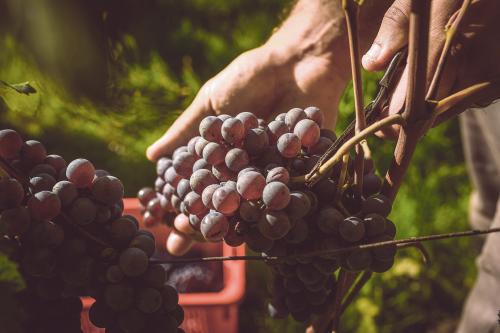 Mani di un agricoltore durante la vendemmia in un vigneto eroico di Tirano nella media Valtellina in Lombardia