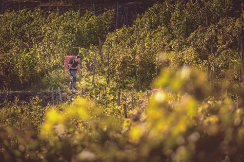 Un agricoltore cammina tra i filari di un vigneto eroico della media Valtellina con una grande cesta sulle spalle durante la vendemmia