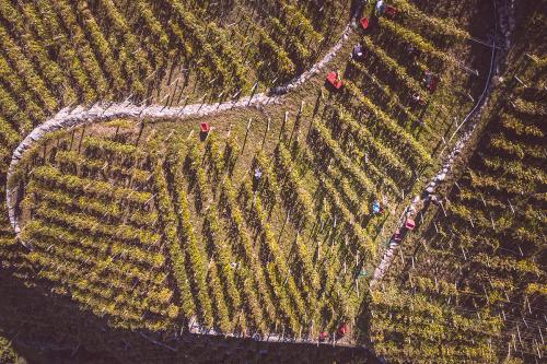Un vigneto eroico a forma di cuore a Tirano nella media Valtellina in Lombardia
