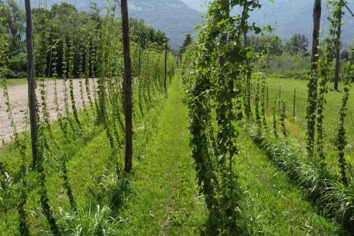 Luppoleto vicino al Lago d'Iseo dove degustare 4 birre e prodotti locali in provincia di Brescia in Lombardia