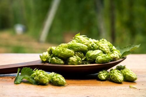 Luppolo fresco appena raccolto per produrre birra agricola presso un birrificio a nord del Lago d'Iseo in Lombardia