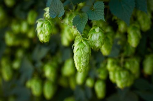 Luppolo che verrà raccolto in un luppoleto vicino al Lago d'Iseo in Lombardia per produrre birra agricola 