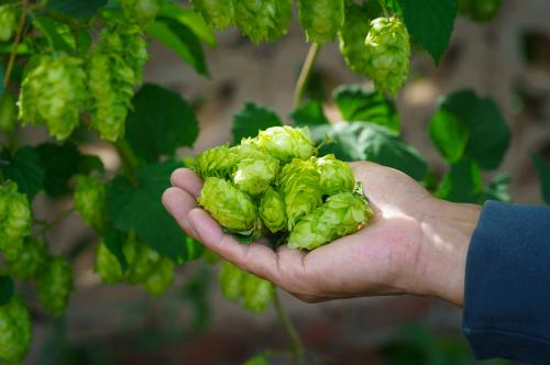 Un agricoltore tiene in mano del luppolo materia prima usata per produrre la birra agricola in un birrificio in Lombardia vicino al lago d'Iseo