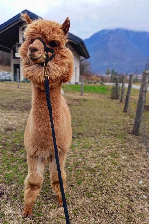 Un alpaca marrone è pronto per la passeggiata in Valcamonica vicino il Lago d'Iseo in Lombardia