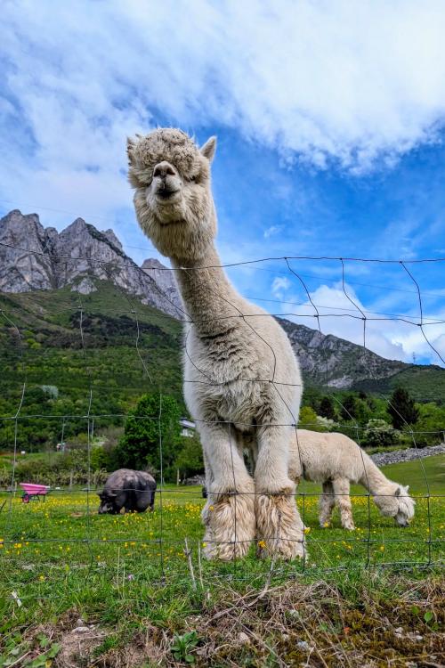 Un recinto di alpaca in Val Camonica in Lombardia e sullo sfondo le montagne