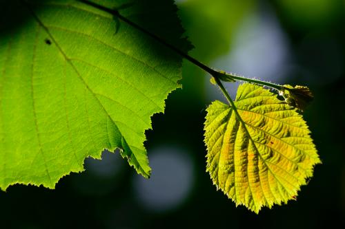 Foglia fotografata controluce durante il corso di fotografia nel Parco del Ticino in Lombardia