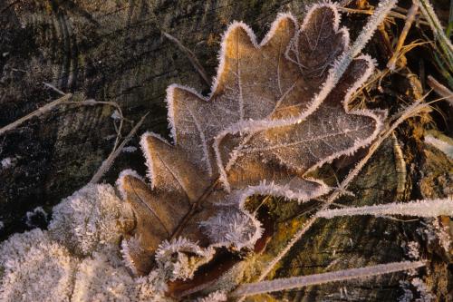 Foglia ricoperta di brina fotografata in autunno durante il corso di fotografia nel Parco del Ticino in Lombardia