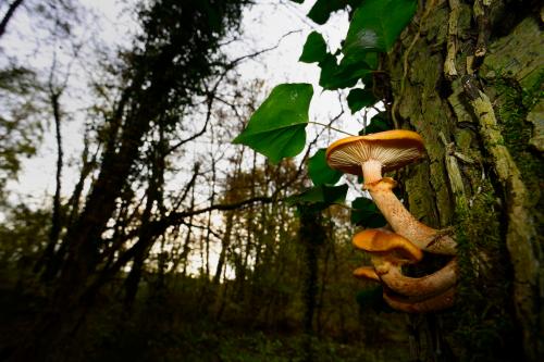 Fotografia di funghi nel bosco realizzata durante il corso fotografico nel Parco del Ticino in Lombardia