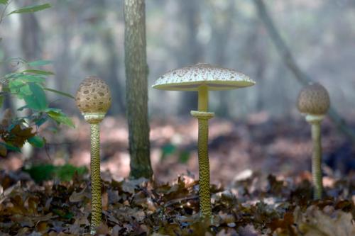 Funghetti verdi fotografati nel bosco d'autunno tra la nebbia durante il corso di fotografia nel Parco del Ticino in Lombardia