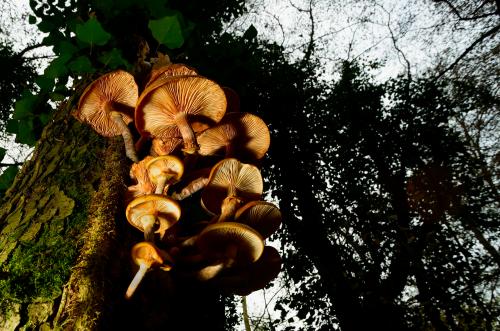 Funghi illuminati dal flash durante il corso di fotografia nel Parco del Ticino