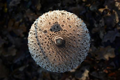 Fungo fotografato al tramonto durante il corso fotografico nel Parco del Ticino in Lombardia
