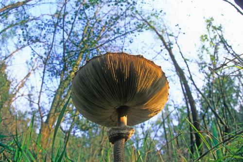 Fungo fotografato dal basso con luce naturale e illuminatori durante il corso di fotografia nel Parco del Ticino in Lombardia
